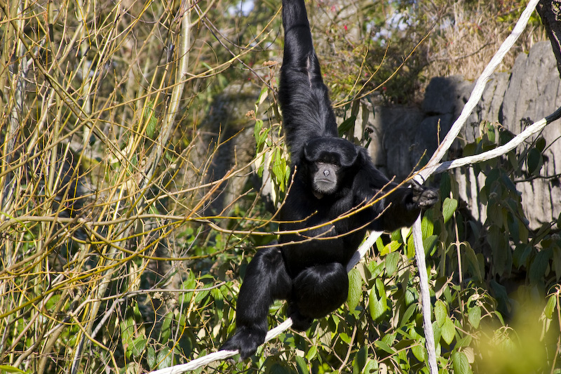 Siamang (Captive) In Tree